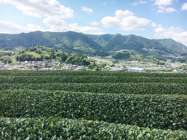 和束町の宇治茶畑