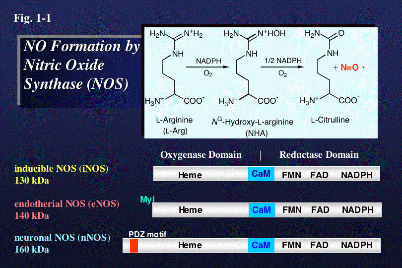 Fig1-1