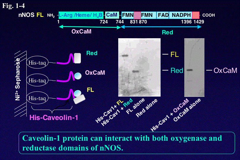 Fig1-4