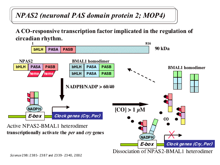 NPAS1