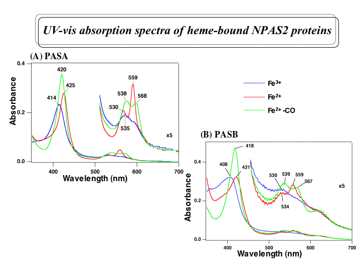 NPAS2