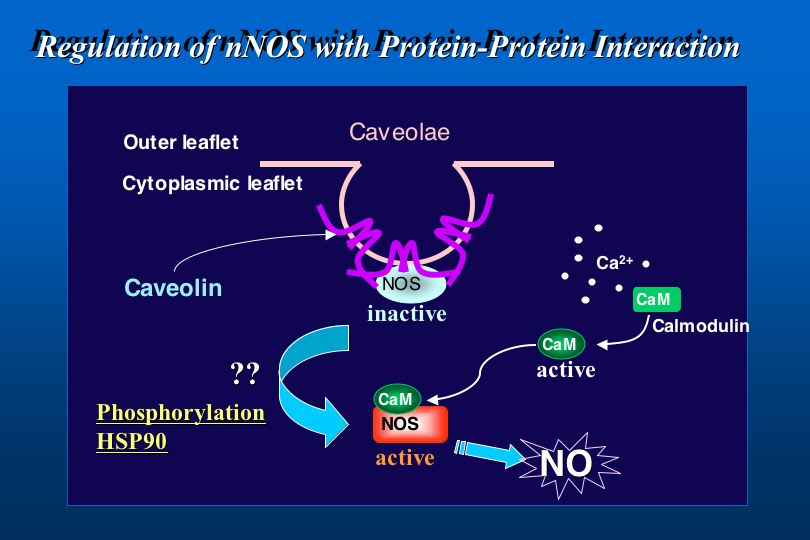 NOS1