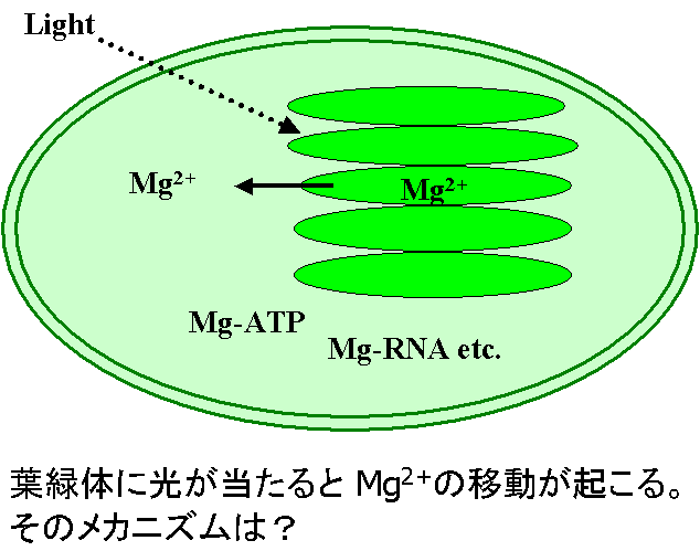 chloroplast.jpg