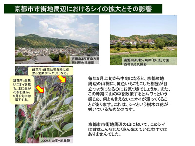京都盆地周辺におけるシイ林の拡大
