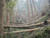 2004年10月台風被害