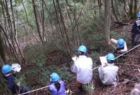 久多演習林の天然スギ・ブナ林での植生調査の様子