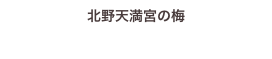 北野天満宮の梅