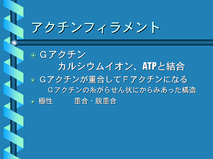 アクチンフィラメント